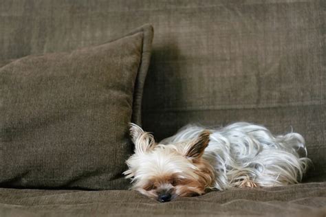 How to teach a Yorkshire Terrier not to jump