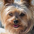 How to teach a Yorkshire Terrier to fetch