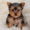 How to teach a Yorkshire Terrier to leave it alone