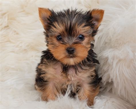 How to teach a Yorkshire Terrier to leave it alone