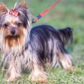 How to train Yorkie to be gentle