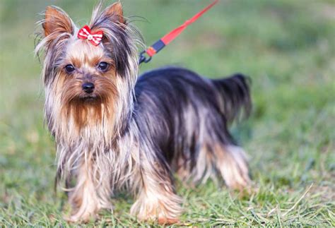 How to train Yorkie to be gentle