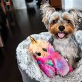 How to train Yorkie to sleep alone