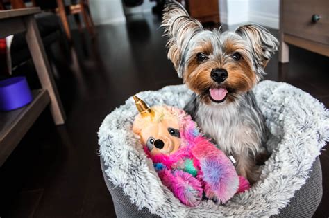 How to train Yorkie to sleep alone