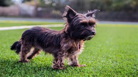 How to train Yorkie to stop barking