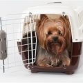 How to train Yorkie to use a crate