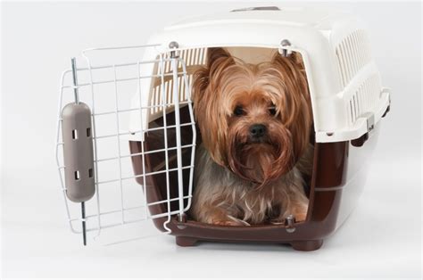 How to train Yorkie to use a crate