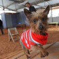 How to train a Yorkshire Terrier for agility