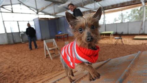 How to train a Yorkshire Terrier for agility