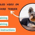 How to train a Yorkshire Terrier for basic obedience