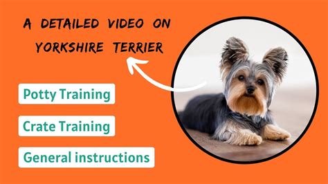 How to train a Yorkshire Terrier for basic obedience