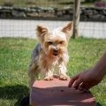 How to train a Yorkshire Terrier to be more social