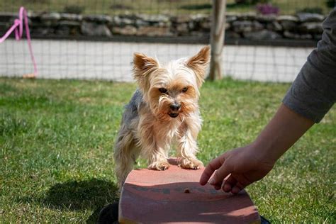 How to train a Yorkshire Terrier to be more social