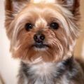 How to train a Yorkshire Terrier to come when called