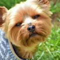 How to train a Yorkshire Terrier to stay in the yard