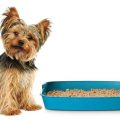 How to train a Yorkshire Terrier to use a litter box