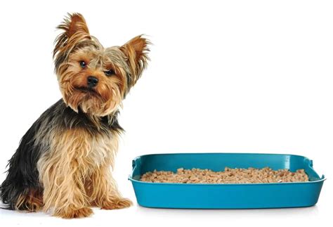 How to train a Yorkshire Terrier to use a litter box