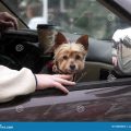 How to travel with a Yorkshire Terrier in the car