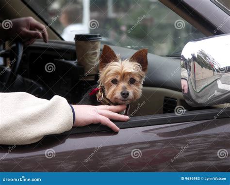 How to travel with a Yorkshire Terrier in the car