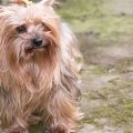 How to travel with a Yorkshire Terrier safely