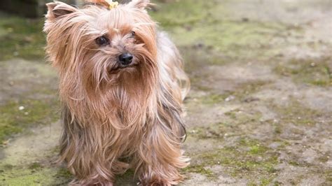 How to travel with a Yorkshire Terrier safely