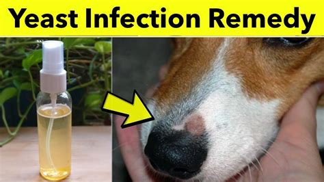 How to treat Yorkie yeast infections