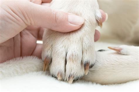 How to treat Yorkie’s broken nail