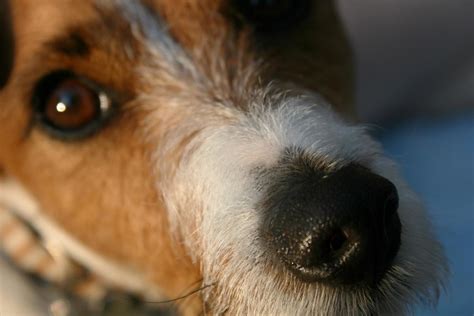 How to treat Yorkie’s dry nose