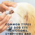 How to treat Yorkie’s eye irritation