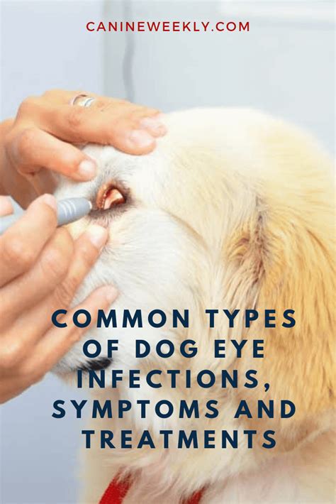 How to treat Yorkie’s eye irritation