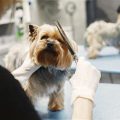 How to trim Yorkie’s face hair safely