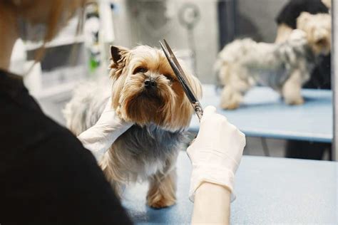 How to trim Yorkie’s face hair safely