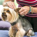 Ideal Temperature For Yorkshire Terrier Care Tips