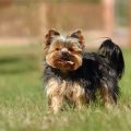 Manage Yorkshire Terrier Hyperactivity And Tips