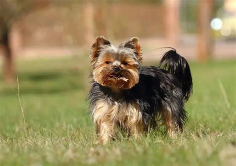 Manage Yorkshire Terrier Hyperactivity And Tips