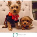 Party Yorkie Costume – Adorable Party Yorkie Costume Ideas