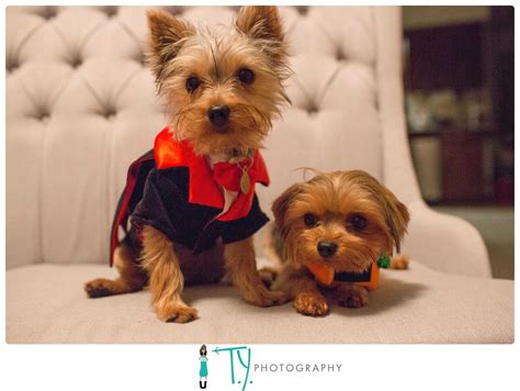 Party Yorkie Costume – Adorable Party Yorkie Costume Ideas