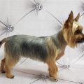 Silky Terrier Haircut Styles And Grooming Tips