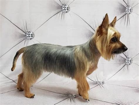 Silky Terrier Haircut Styles And Grooming Tips