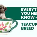 Teacup Puppy Lifespan And Care Tips