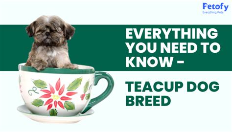 Teacup Puppy Lifespan And Care Tips