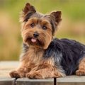 Terriers Originally Bred In Yorkshire: Facts