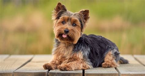 Terriers Originally Bred In Yorkshire: Facts