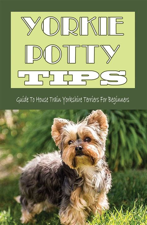 Training A Yorkie Puppy – Tips For Beginners