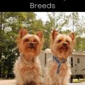 Types Of Yorkie Terriers And Their Traits