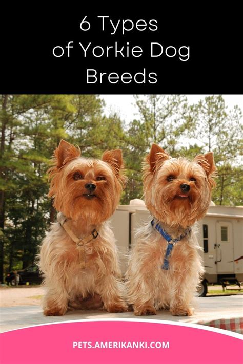 Types Of Yorkie Terriers And Their Traits