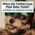 What age do Yorkies lose baby teeth