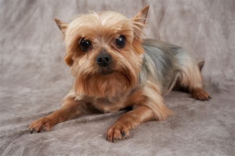 What age do Yorkies mature fully