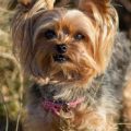 What age do Yorkies need regular vet visits