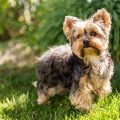 What age do Yorkies start shedding